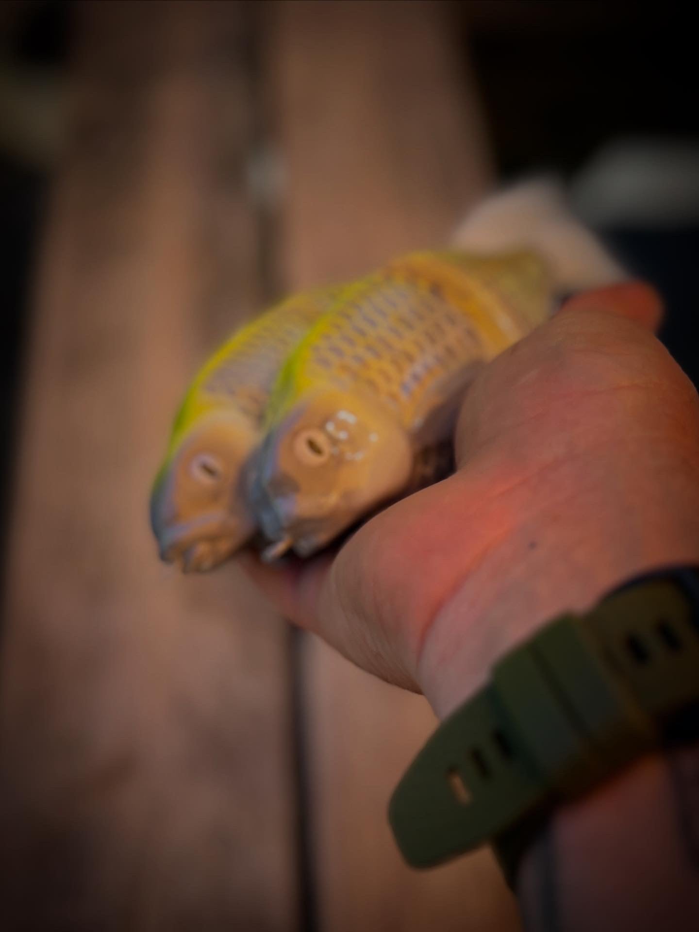Skimmer glide